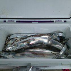 遊漁船 ニライカナイ 釣果