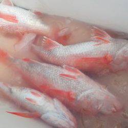 こうゆう丸 釣果