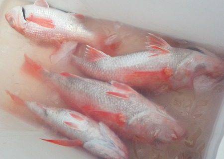 こうゆう丸 釣果