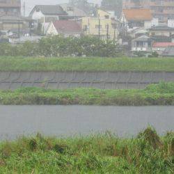 狩野川(狩野川漁業協同組合) 釣果
