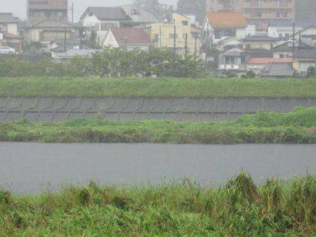 狩野川（狩野川漁業協同組合） 釣果
