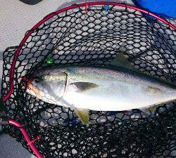 IDATEN(イダテン) 釣果