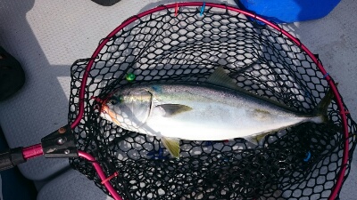 IDATEN(イダテン) 釣果