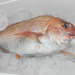 こうゆう丸 釣果