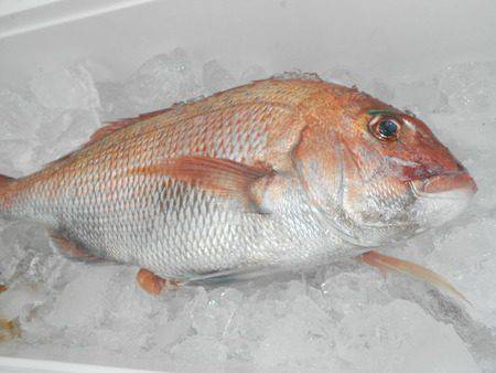 こうゆう丸 釣果