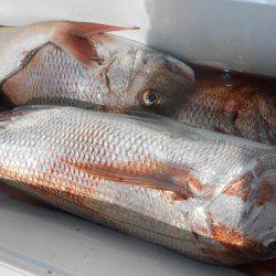 こうゆう丸 釣果