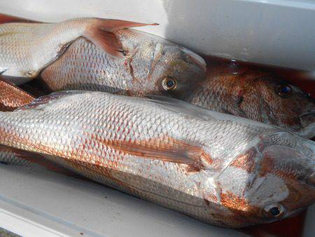 こうゆう丸 釣果