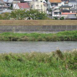 狩野川（狩野川漁業協同組合） 釣果
