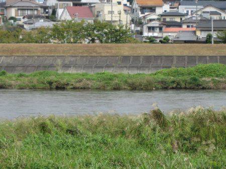 狩野川（狩野川漁業協同組合） 釣果