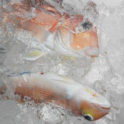 こうゆう丸 釣果