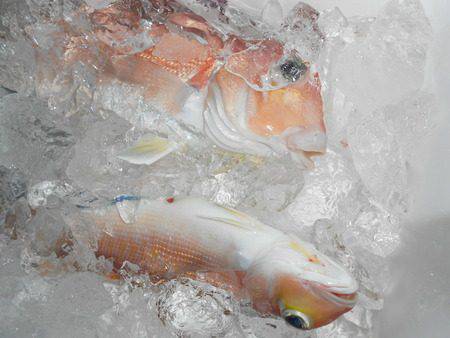 こうゆう丸 釣果