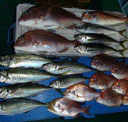 第二むつ漁丸 釣果