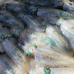 Magic(マジック) 釣果