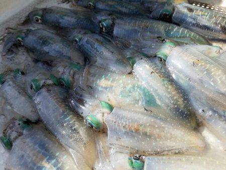 Magic(マジック) 釣果