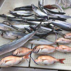 ミタチ丸 釣果