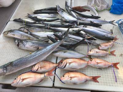 ミタチ丸 釣果