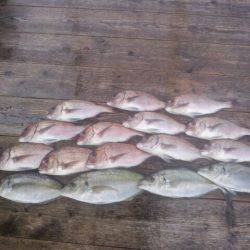 由良海上釣り堀 海人 釣果