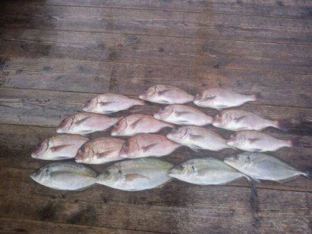 由良海上釣り堀 海人 釣果