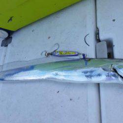 暁〜akatsuki〜 釣果