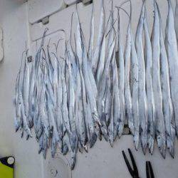 暁〜akatsuki〜 釣果