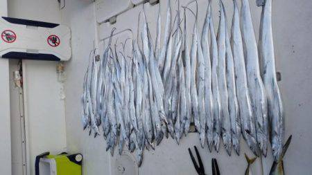 暁〜akatsuki〜 釣果