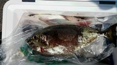 まこと渡船 釣果