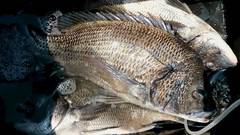 まこと渡船 釣果