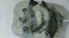 まこと渡船 釣果