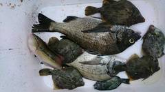 まこと渡船 釣果