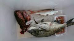 まこと渡船 釣果