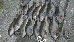 まこと渡船 釣果