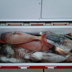 遊漁船 ニライカナイ 釣果