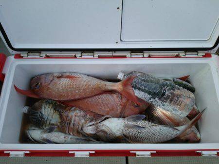 遊漁船 ニライカナイ 釣果