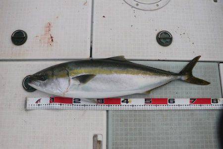 スカイマリン 釣果