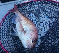 IDATEN(イダテン) 釣果