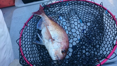 IDATEN(イダテン) 釣果