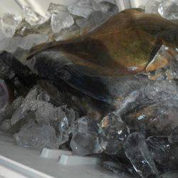 こうゆう丸 釣果