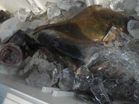 こうゆう丸 釣果