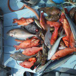 オーシャンパイオニア 釣果