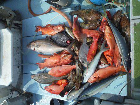 オーシャンパイオニア 釣果