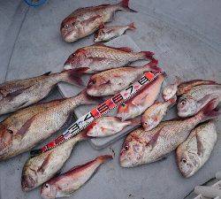 IDATEN(イダテン) 釣果