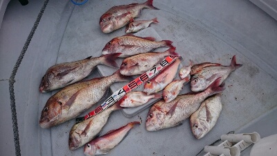 IDATEN(イダテン) 釣果