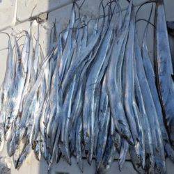 暁〜akatsuki〜 釣果