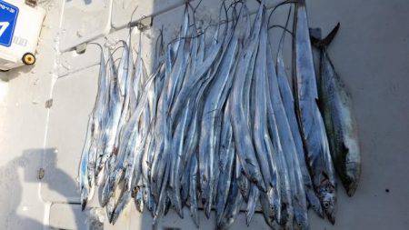 暁〜akatsuki〜 釣果