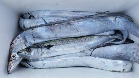 暁〜akatsuki〜 釣果