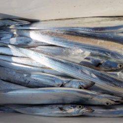 暁〜akatsuki〜 釣果