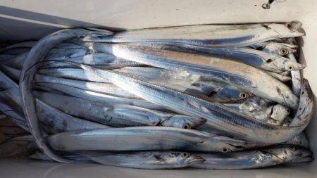 暁〜akatsuki〜 釣果