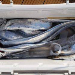 暁〜akatsuki〜 釣果