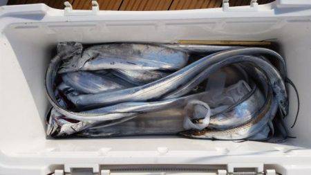 暁〜akatsuki〜 釣果