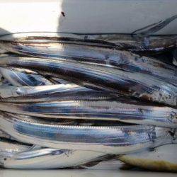 暁〜akatsuki〜 釣果